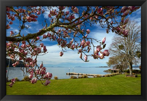 Framed Magnolia Tree In Bloom, And Lake Taupo, Braxmere, Tokaanu, Near Turangi, North Island, New Zealand Print