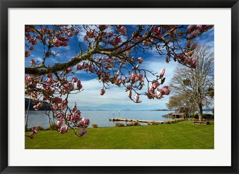 Framed Magnolia Tree In Bloom, And Lake Taupo, Braxmere, Tokaanu, Near Turangi, North Island, New Zealand Print