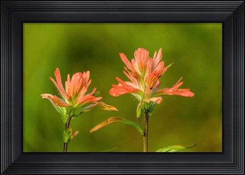 Framed Jasper National Park, Alberta, Canada Red Indian Paintbrush Wildflower Print