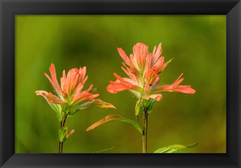 Framed Jasper National Park, Alberta, Canada Red Indian Paintbrush Wildflower Print