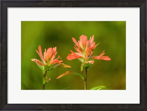 Framed Jasper National Park, Alberta, Canada Red Indian Paintbrush Wildflower Print