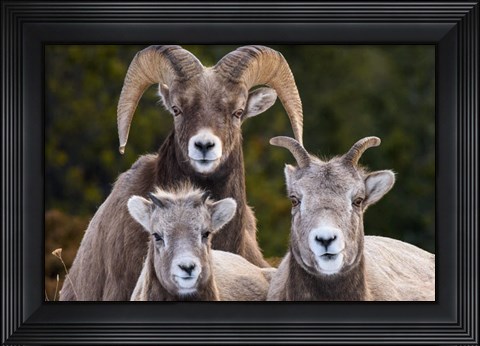 Framed Alberta, Jasper Bighorn Sheep Ram With Juveniles Print