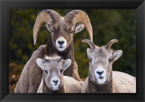 Framed Alberta, Jasper Bighorn Sheep Ram With Juveniles Print