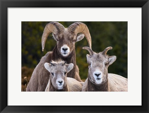 Framed Alberta, Jasper Bighorn Sheep Ram With Juveniles Print