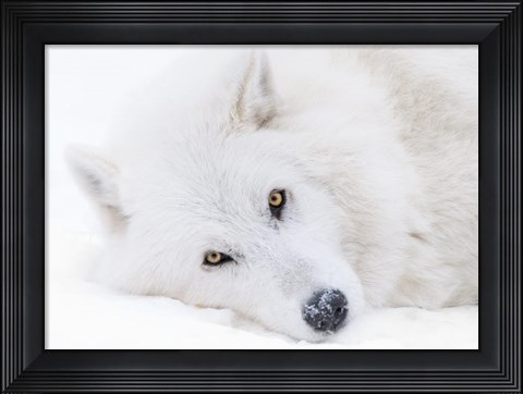 Framed Alberta, Yamnuska Wolfdog Sanctuary White Wolfdog Portrait Print