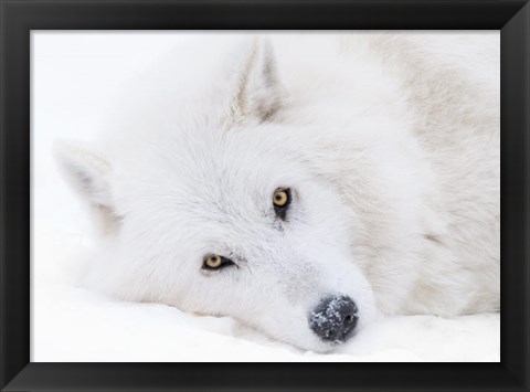 Framed Alberta, Yamnuska Wolfdog Sanctuary White Wolfdog Portrait Print