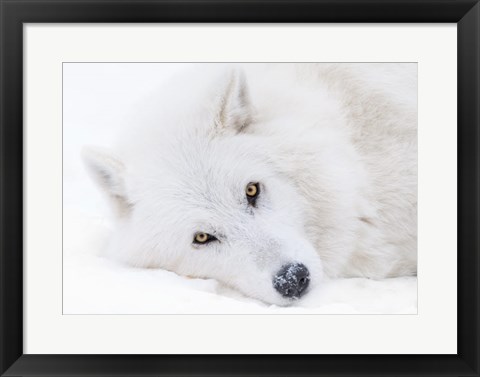 Framed Alberta, Yamnuska Wolfdog Sanctuary White Wolfdog Portrait Print