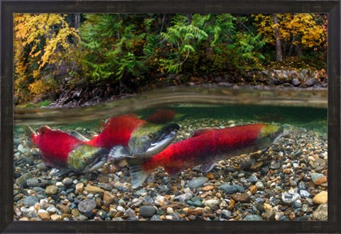 Framed British Columbia, Adams River Sockeye Salmon Split Shot Print
