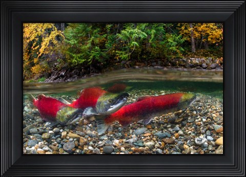 Framed British Columbia, Adams River Sockeye Salmon Split Shot Print