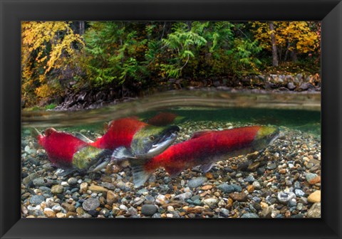 Framed British Columbia, Adams River Sockeye Salmon Split Shot Print