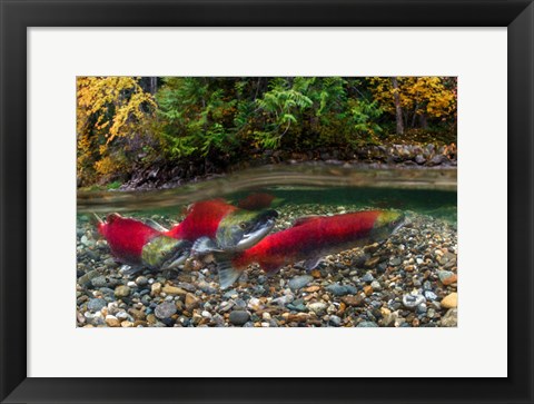 Framed British Columbia, Adams River Sockeye Salmon Split Shot Print