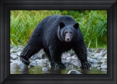 Framed British Columbia Black Bear Searches For Fish At Rivers Edge Print