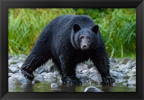 Framed British Columbia Black Bear Searches For Fish At Rivers Edge Print