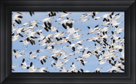Framed British Columbia Reifel Bird Sanctuary, Snow Geese Flock In Flight Print