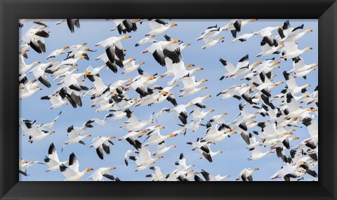 Framed British Columbia Reifel Bird Sanctuary, Snow Geese Flock In Flight Print