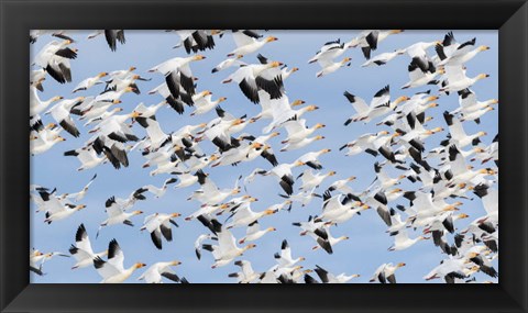 Framed British Columbia Reifel Bird Sanctuary, Snow Geese Flock In Flight Print