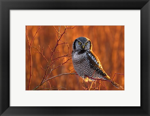 Framed British Columbia Northern Hawk Owl Perched On Blueberry Bush Print