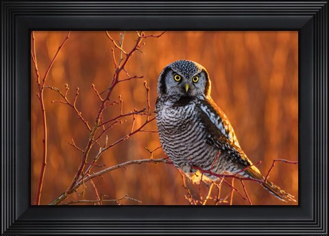 Framed British Columbia Northern Hawk Owl Perched On Blueberry Bush Print