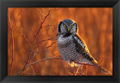 Framed British Columbia Northern Hawk Owl Perched On Blueberry Bush Print