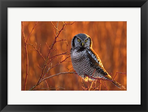 Framed British Columbia Northern Hawk Owl Perched On Blueberry Bush Print