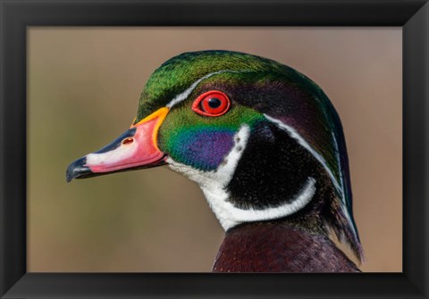 Framed Vancouver, Reifel Bird Sanctuary, Wood Duck Drake Portrait Print