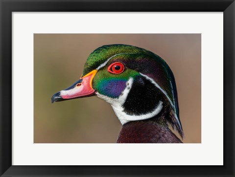 Framed Vancouver, Reifel Bird Sanctuary, Wood Duck Drake Portrait Print