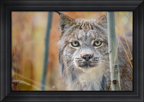 Framed Yukon, Whitehorse, Captive Canada Lynx Portrait Print