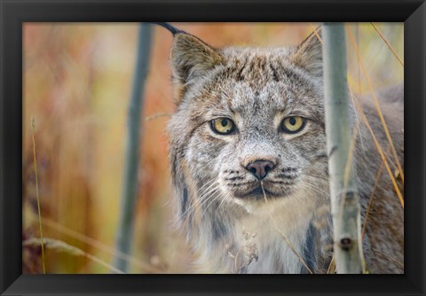 Framed Yukon, Whitehorse, Captive Canada Lynx Portrait Print