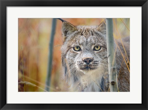 Framed Yukon, Whitehorse, Captive Canada Lynx Portrait Print