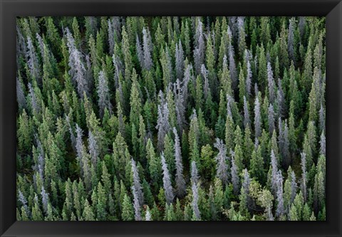 Framed Yukon, Kluane National Park Mix Of Living And Dead White Spruce Trees Print