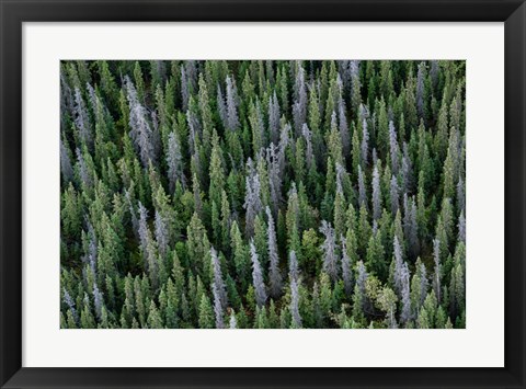 Framed Yukon, Kluane National Park Mix Of Living And Dead White Spruce Trees Print