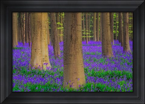 Framed Europe, Belgium Hallerbos Forest With Trees And Bluebells Print
