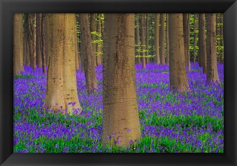 Framed Europe, Belgium Hallerbos Forest With Trees And Bluebells Print