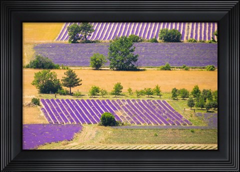Framed France, Provence, Sault Plateau Overview Of Lavender Crop Patterns And Wheat Fields Print