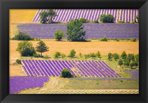 Framed France, Provence, Sault Plateau Overview Of Lavender Crop Patterns And Wheat Fields Print