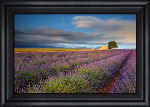 Framed France, Provence, Valensole Plateau Lavender Rows And Farmhouse Print