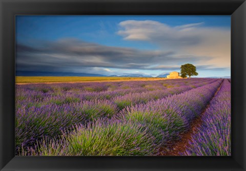 Framed France, Provence, Valensole Plateau Lavender Rows And Farmhouse Print