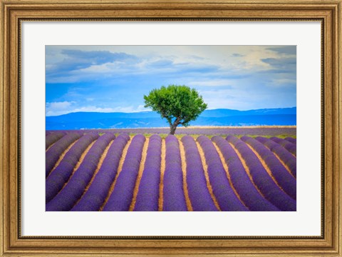 Framed Europe, France, Provence, Valensole Plateau Field Of Lavender And Tree Print