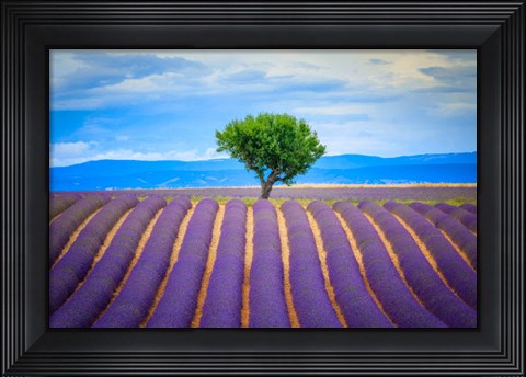 Framed Europe, France, Provence, Valensole Plateau Field Of Lavender And Tree Print