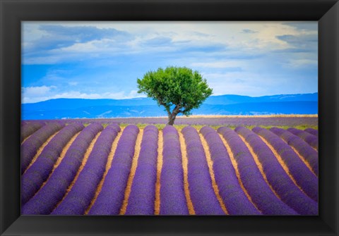 Framed Europe, France, Provence, Valensole Plateau Field Of Lavender And Tree Print