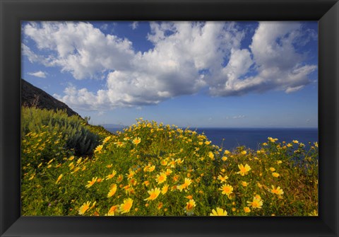 Framed Europe, Greece, Santorini Wildflowers And Ocean Landscape Print