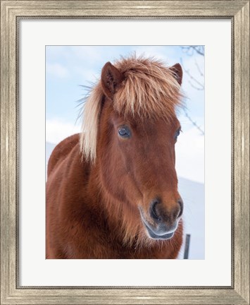 Framed Icelandic Horse In Fresh Snow Print