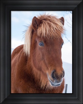 Framed Icelandic Horse In Fresh Snow Print