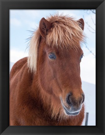 Framed Icelandic Horse In Fresh Snow Print