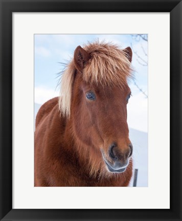 Framed Icelandic Horse In Fresh Snow Print