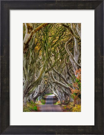 Framed Dark Hedges In County Antrim, Northern Ireland Print