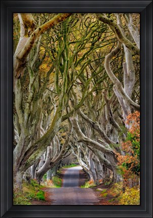 Framed Dark Hedges In County Antrim, Northern Ireland Print