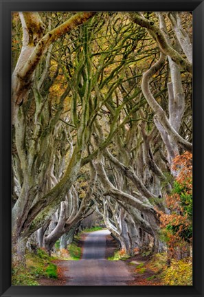 Framed Dark Hedges In County Antrim, Northern Ireland Print