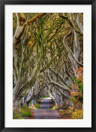 Framed Dark Hedges In County Antrim, Northern Ireland Print