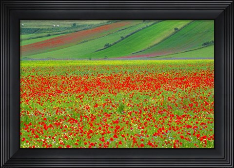 Framed Europe, Italy, Castellucio Piano Grande Field Of Flowers Print